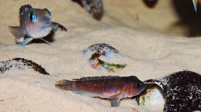 Lamprologus sp. 'ornatipinnis zambia'